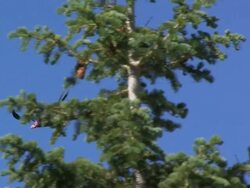 MS TS California Condor (Gymnogyps californianus) flies over a tree lined skyline. /Utah, USA Stock Footage
