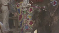 Decorated elephants stand in an Indian marketplace during a Diwali celebration. Stock Footage