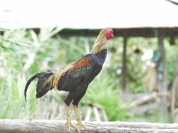 Chicken walking on Wooden,Slow motion Stock Footage