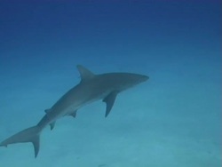 Caribbean Reef Shark Stock Footage