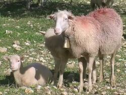 WS Sheep lying on grass / Mallorca, Balearic Islands, Spain Stock Footage