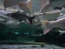 Arowana in aquarium Stock Footage