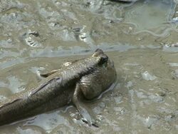 mudskipper Stock Footage