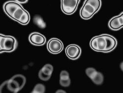 Digital amoeba Stock Footage