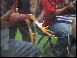 Cockfighting remains popular in Puerto Rico Instructional Video