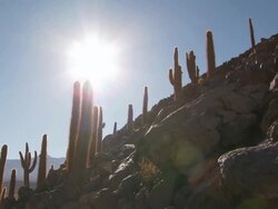 MS PAN Shot of Cardon Grande Cactus, Echinopsis species pan to reveal Pampas grass at sunrise / San Pedro de Atacama, Norte Grande, Chile Stock Footage