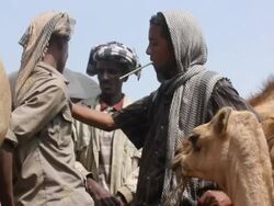 Ethiopian camel market general view Stock Footage