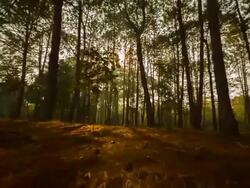 Walking through forest Pine tree Stock Footage