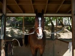 MS Brown horse tethered to stable bobbing head up and down / Los Angeles, CA, United States Stock Footage
