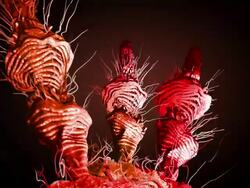 abstract growth Stock Footage