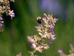 CU PAN SLO MO Flying Bumblebee on purple flowers / Morristown , New Jersey, USA Stock Footage
