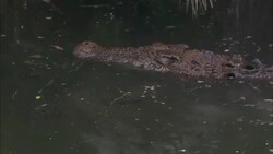 A crocodile lurks in a swamp. Stock Footage