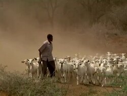 Man leading herd of goats Stock Footage