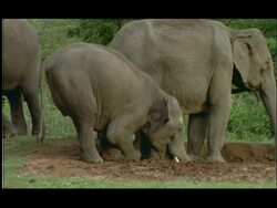 Asian Elephant (Elephas maximus) stooping to reach salt lick, Bandipur, Nagarahole, India Stock Footage