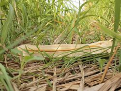 Dog Catches bone Stock Footage