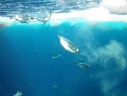 Emperor penguins (Aptenodytes forsteri) swimming at surface and diving, underwater, Cape Washington, Antarctica Stock Footage