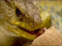Ocellated Lizard (Lacerta lepida) licking snail, Andalusia, Southern Spain Stock Footage