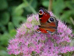 Peacock butterfly Stock Footage