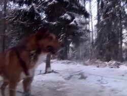 Santa Claus in his Homeland Stock Footage