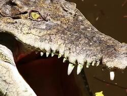 Crocodile close and open the eyes Stock Footage