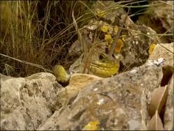 Ocellated Lizard (Lacerta lepida) crawls over rock, Andalusia, Southern Spain Stock Footage