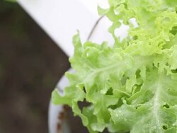 Hydroponics Vegetable Stock Footage