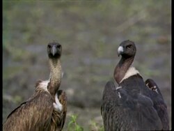 MCU 2 Vultures standing alert, India Stock Footage