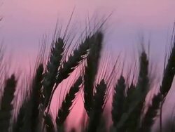 Wheat At Sunset Stock Footage