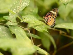 Butterfly on a stick Stock Footage