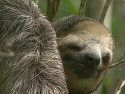 Medium Close Up hand-held - A sloth moves his face and blinks his eyes / Manaus, Brazil Stock Footage