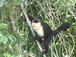 Monkey in a tree Stock Footage