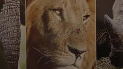 CLEAN : Killing of cub of Cecil the lion not illegal: park director News Clip