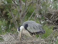 MS SLO MO Shot of Grey Heron, ardea cinerea, Adult cleaning Nest, Camargue inSouth of France / Saintes Maries de la Mer, Camargue, France Stock Footage