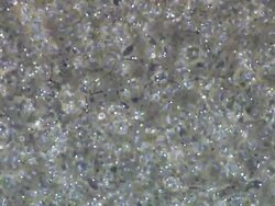 Human sperm, masses swimming around, wide locked off Stock Footage