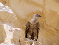 MS PAN Shot of eurasian griffon vulture (Gyps fulvus) standing on cliff near nest, on large cliff / Avdat, Negev Desert, Israel Stock Footage