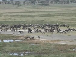 Wildebeest and Zebra Lakebed Stock Footage