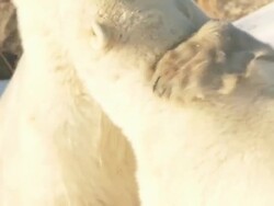  CU TS Two polar bears play fighting in snow / Churchill, Manitoba, Canada  Stock Footage