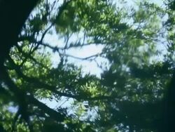 MS PAN R/F reflection of trees in moving water Stock Footage