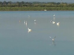 Dip Feeding Stock Footage