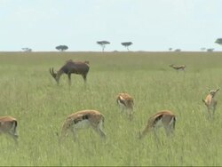 Thomson's gazelles (Eudorcas thomsonii) and Hartebeest (Alcelaphus buselaphus) in landscape, Kenya, Africa Stock Footage