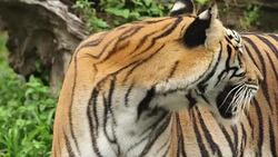 Tiger bengal living in the forest Stock Footage