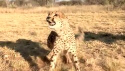 An aggressive cheetah hisses and snarls. Stock Footage