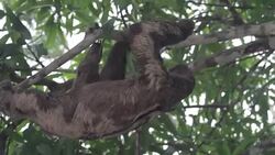 Brown Throated, Three-Toed Sloth, Peruvian Amazon, Peru Stock Footage