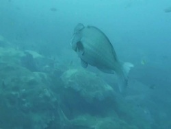 Humphead Parrotfish in Gulf of Thailand Stock Footage