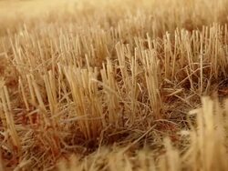 Cut crop and hot summer sunset Stock Footage