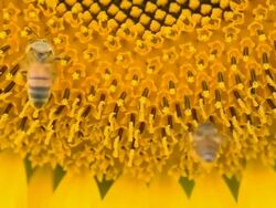 two bee fly and aim at sunflower Stock Footage