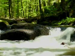 HD Stream in Spring Forest Stock Footage