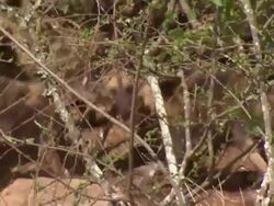 African Wild Dog (Lycaon pictus) pups fight over prey; with audio, Kenya Stock Footage