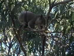 Koala climbing in  a gum tree Stock Footage