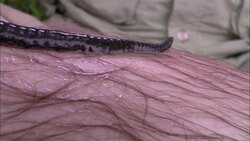 A giant leech crawls on a researcher's leg. Stock Footage